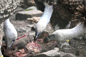 Rüppell’s vultures eating