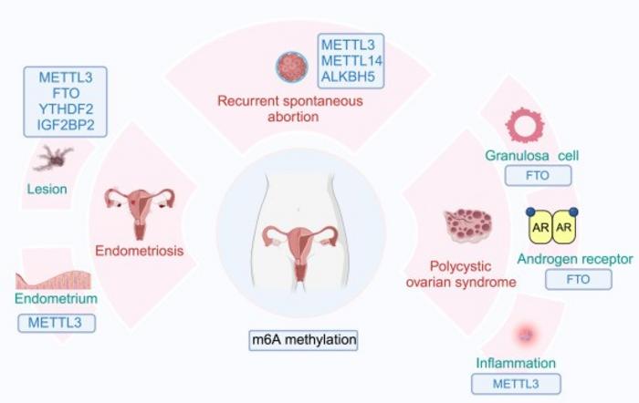 The role of m⁶A methylation in different female reproductive diseases.