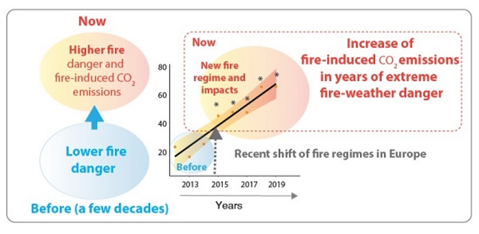 FOREST FIRE