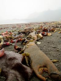 Kelp Found by Dr. Erasmo Macaya