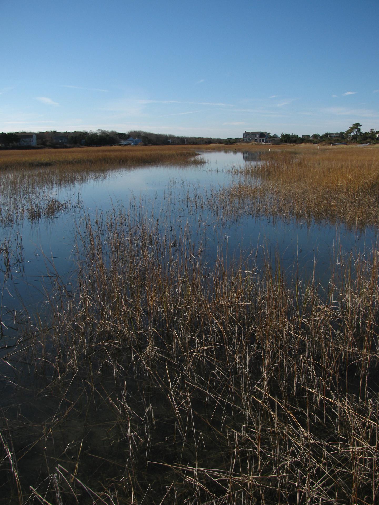 Evolution in Action: How Some Fish Adapt to Pollutants (7 of 7)