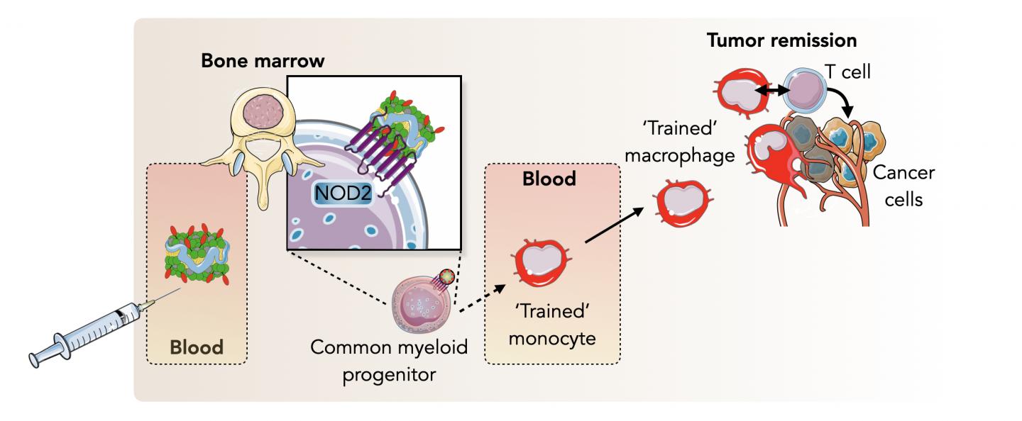 Illustration of the nanobiologic-based trained immunity process eliminating tumorous cells