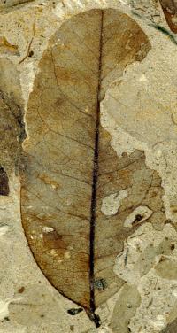Fossil with Insect Damage