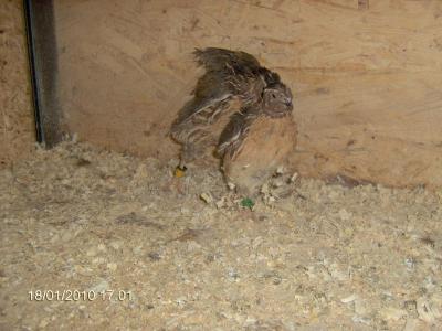 Fighting -- Quails