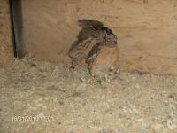 Fighting -- Quails
