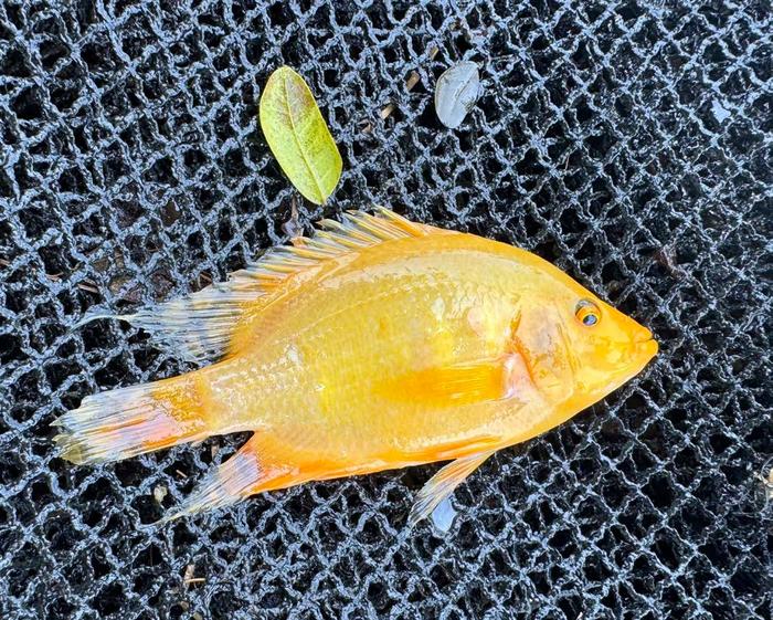 Invasive Flowerhorn cichlids in Lake Sampaloc, Laguna, Philippines