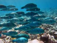 Parrotfish