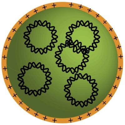 Gene-containing Nanoparticles