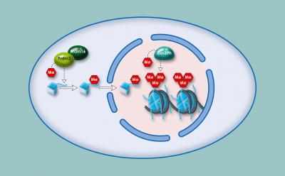 Chromatin