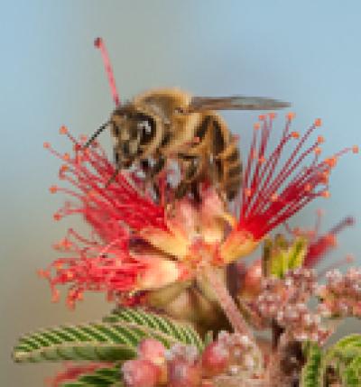 Forager Bees