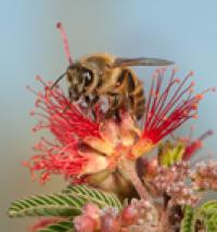 Forager Bees