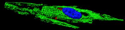 Human Cardiomyocyte-Like Cell