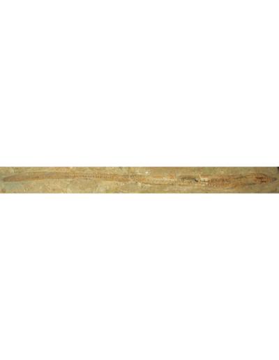 Newly Uncovered Fossil Hagfish Specimen, <i>Tethymyxine tapirostrum</i>