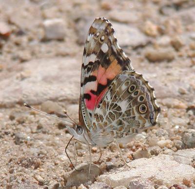 Painted Lady