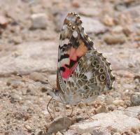 Painted Lady