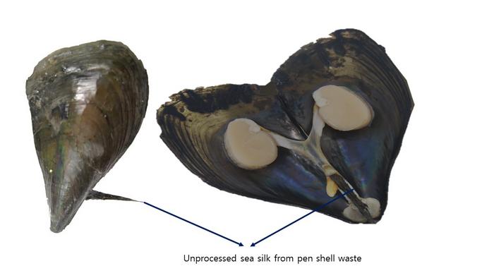 Unprocessed sea silk from pen shell waste