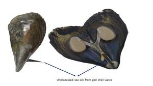 Unprocessed sea silk from pen shell waste