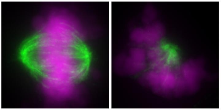 Diploid and Haploid Cell