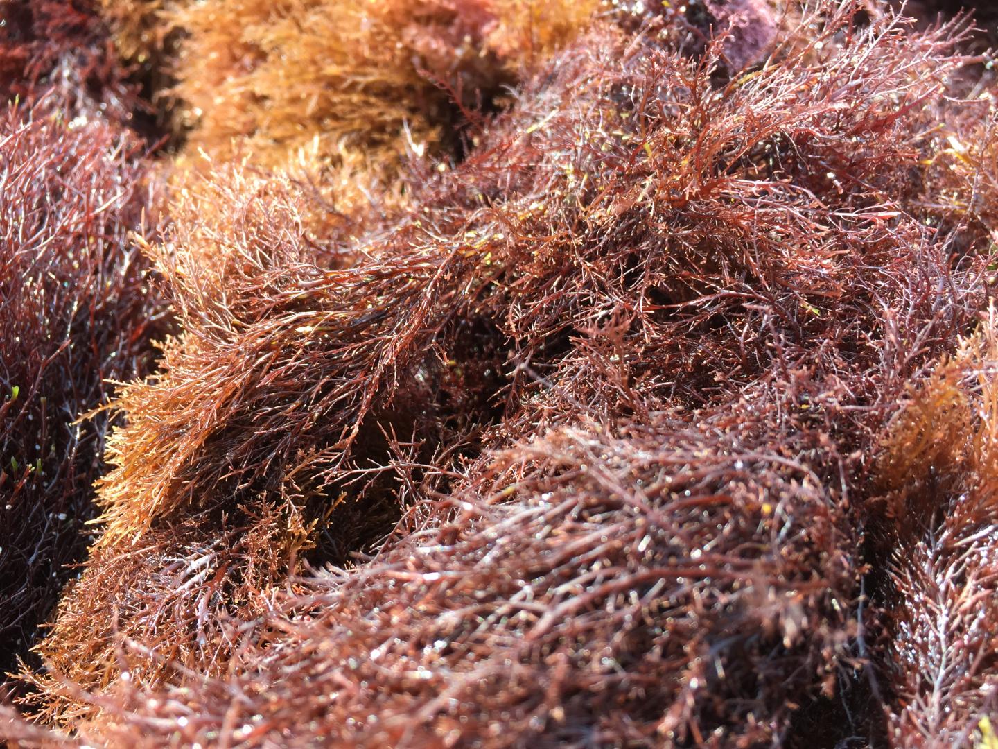 Red Seaweed