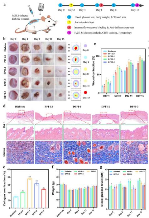 In vivo evaluation of the wound healing efficacy of DPFI hydrogels.