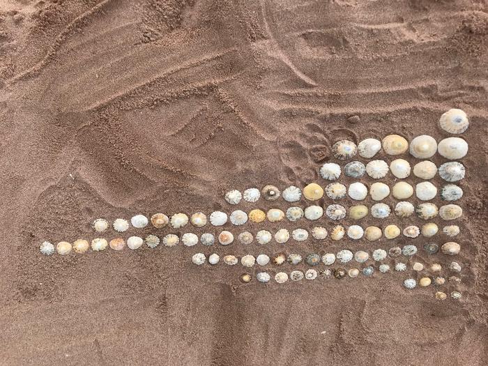 Limpets only, size-sorted