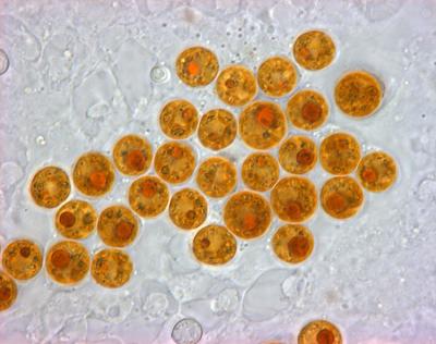 Genetics Reveal that Reef Corals and Their Algae Live Together but Evolve Independently (3 of 3)