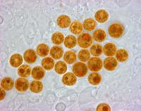Genetics Reveal that Reef Corals and Their Algae Live Together but Evolve Independently (3 of 3)