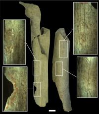 Anthropogenic Modifications