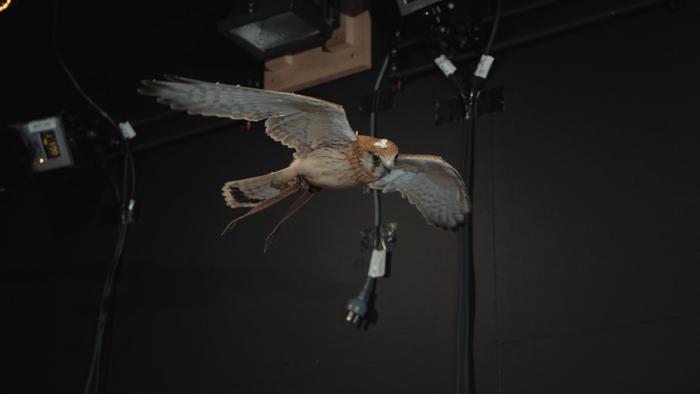 Photo of a live kestrel