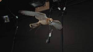 Photo of a live kestrel
