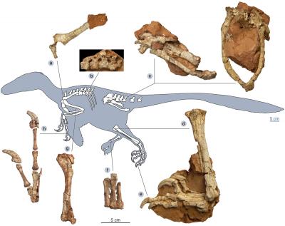 <I>Balaur bondoc</I> Reconstruction