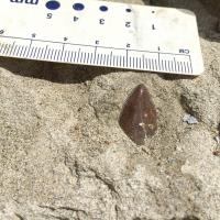 Fossil Excavation (2 of 2)