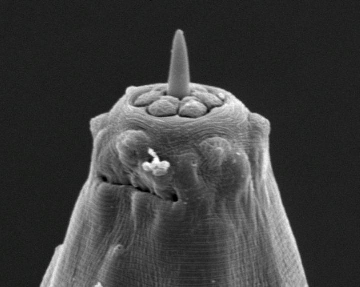 <em>P. paradoxus</em> Roundworm