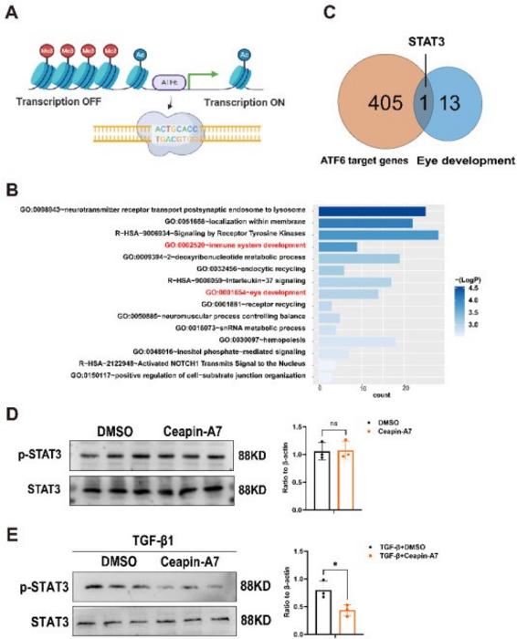ATF6 function and target gene pathway analysis.