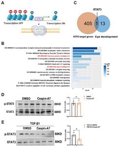 ATF6 function and target gene pathway analysis.