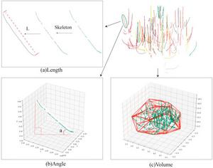 Figure 6. Determination of parameters from shoots point clouds.