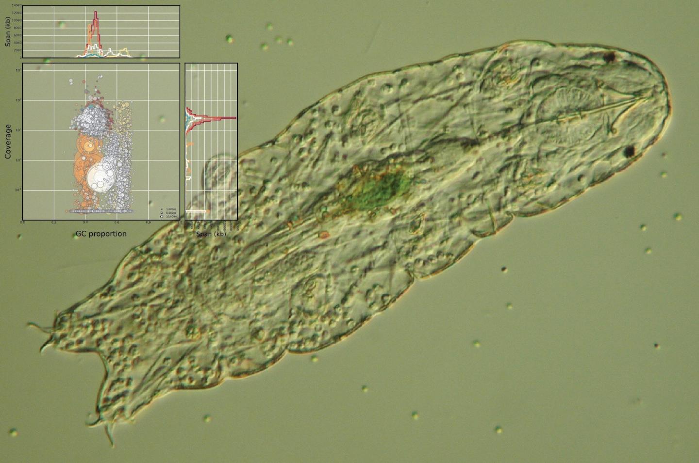 Tardigrade