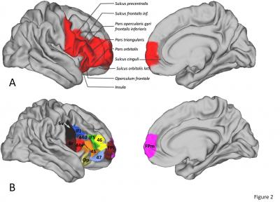 Human vlFC Region of Interest and Parcellation Solution