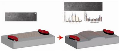 Two Organotypic Hippocampal Slices Are Cultured on An Elastic Surface