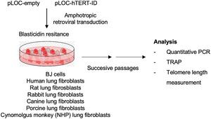 Cross species activity of TERT human telomerase component