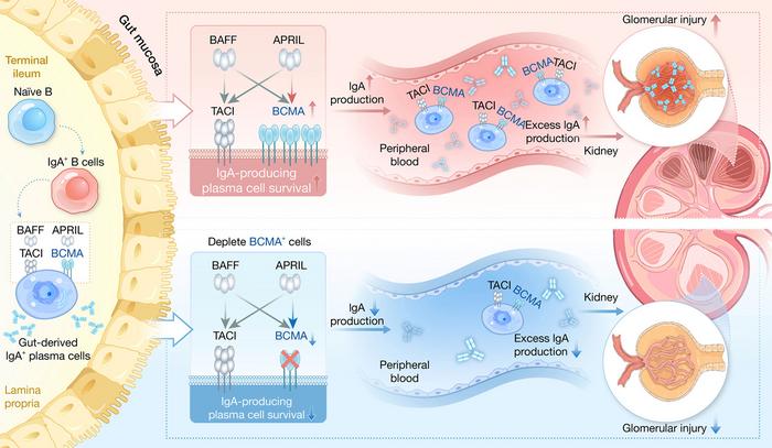 BCMA as a Key Driver in IgA Nephropathy