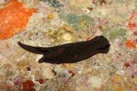 <i>Chelidonura alexisi</i> Nudibranch