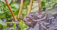 European Common Frogs (2 of 2)