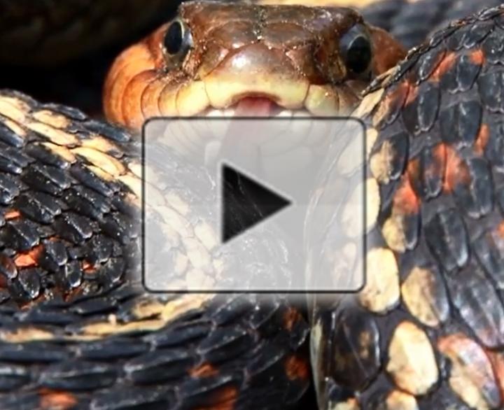 Water-Repellant Material Sheds Like a Snake When Damaged