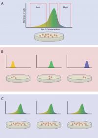 Innate Sca-1 Protein Concentration in a Population of Stem Cells