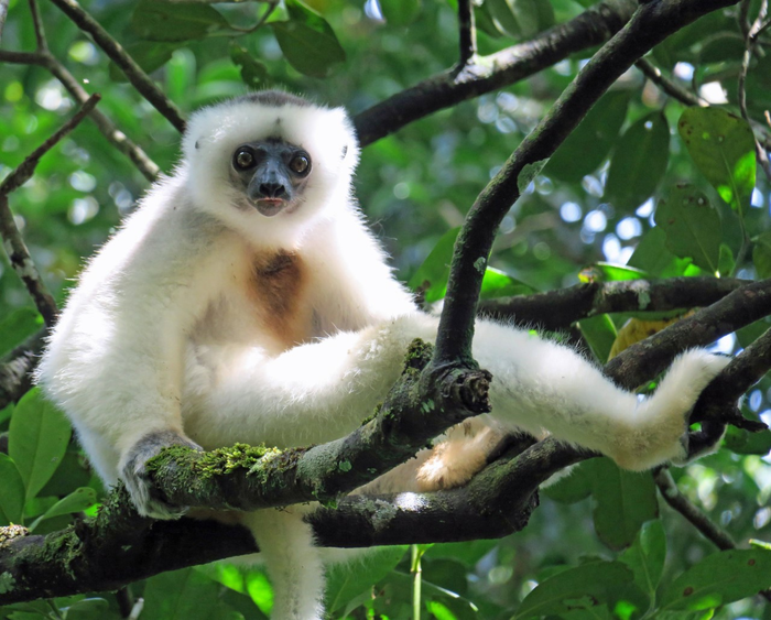 Silky Sifaka