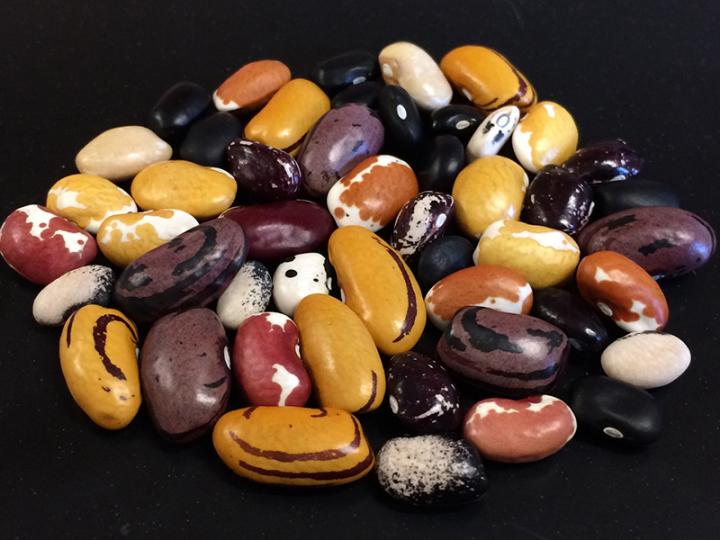 Breeding line seeds