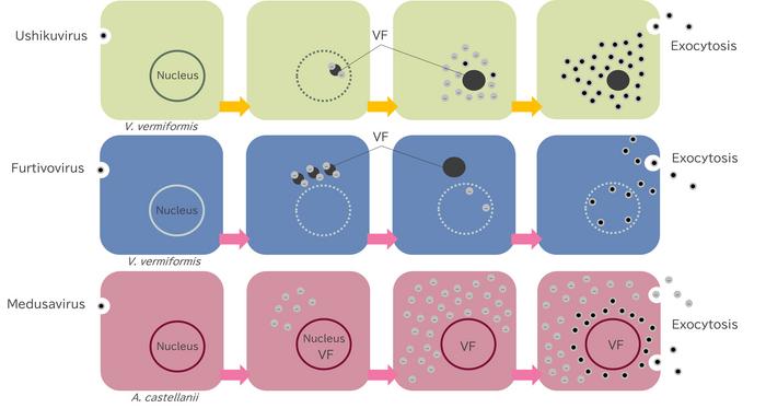 Replication Strategies of Giant Viruses Within Host Cells