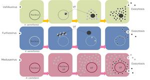 Replication Strategies of Giant Viruses Within Host Cells