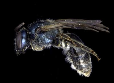 Bee (1 of 2)